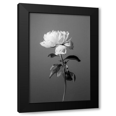 Peony BW Black Modern Wood Framed Art Print by 1x Studio III