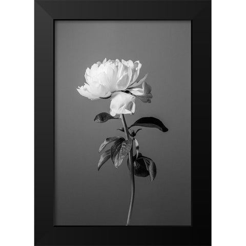 Peony BW Black Modern Wood Framed Art Print by 1x Studio III