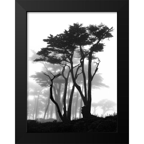 California Pines in Fog Black Modern Wood Framed Art Print by Vovsi, Samuel