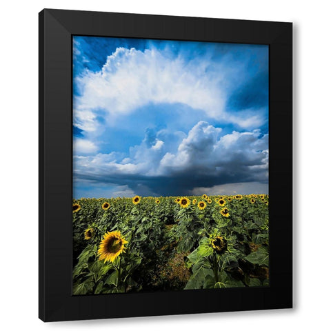 Sunflower storm Black Modern Wood Framed Art Print by Trush, Sergey