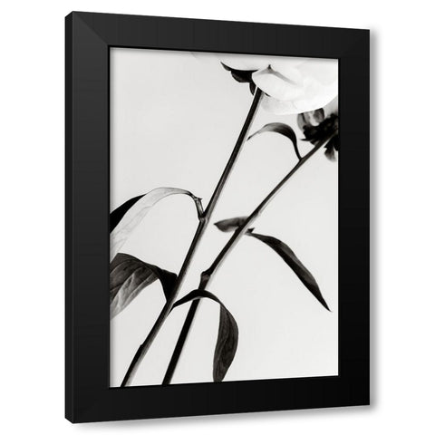 Peony 08 Black Modern Wood Framed Art Print with Double Matting by 1x Studio III