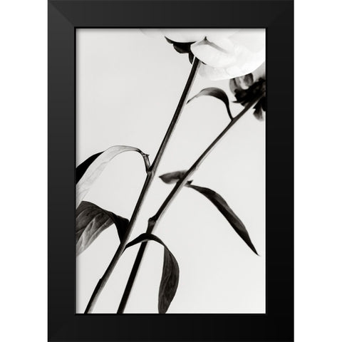 Peony 08 Black Modern Wood Framed Art Print by 1x Studio III