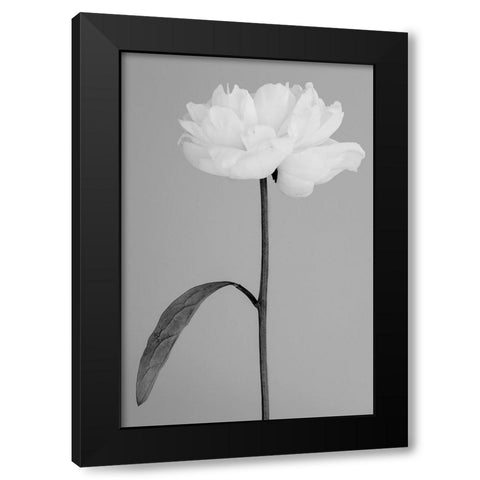 Peony 14 Black Modern Wood Framed Art Print with Double Matting by 1x Studio III