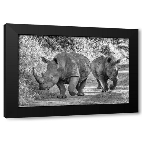 The Two Rhinos - Wildlife III Black Modern Wood Framed Art Print by Richter, Regine