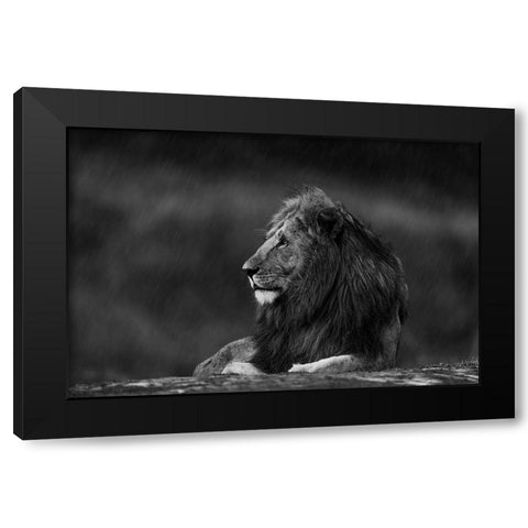Rainy King Black Modern Wood Framed Art Print with Double Matting by Sobhi, Ahmed