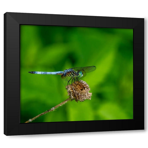 Blue Dasher Dragonfly Black Modern Wood Framed Art Print by Haddix, Steven