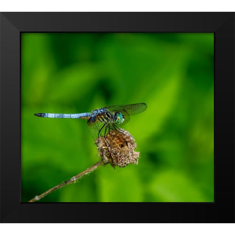 Blue Dasher Dragonfly Black Modern Wood Framed Art Print by Haddix, Steven