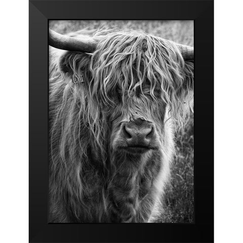 Highland cattle Black Modern Wood Framed Art Print by Gronkjar, Lotte