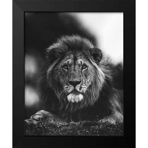 Ready Black Modern Wood Framed Art Print by Sobhi, Ahmed