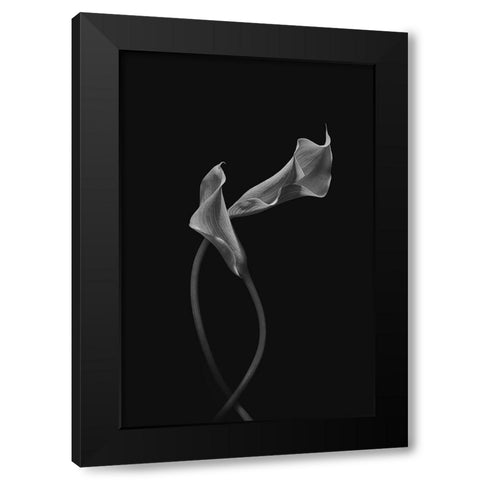 Two Loving Calla Lilies Black Modern Wood Framed Art Print by Jacobs, Lydia