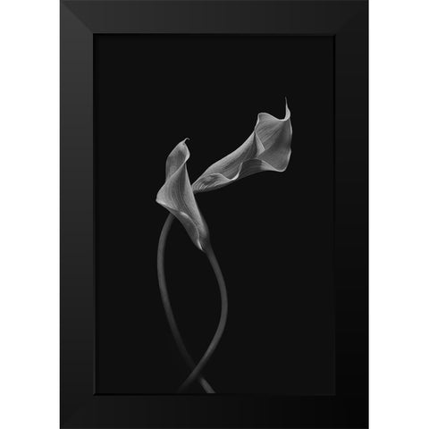 Two Loving Calla Lilies Black Modern Wood Framed Art Print by Jacobs, Lydia
