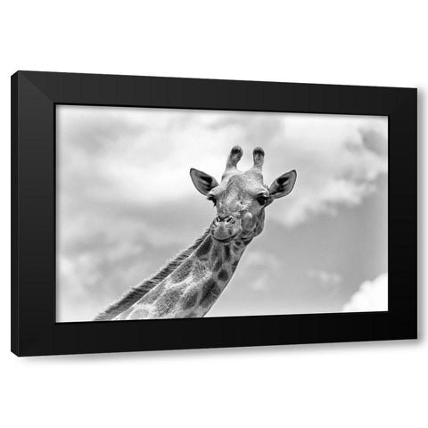 The giraffe - Wildlife V Black Modern Wood Framed Art Print with Double Matting by Richter, Regine