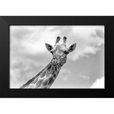 The giraffe - Wildlife V Black Modern Wood Framed Art Print by Richter, Regine