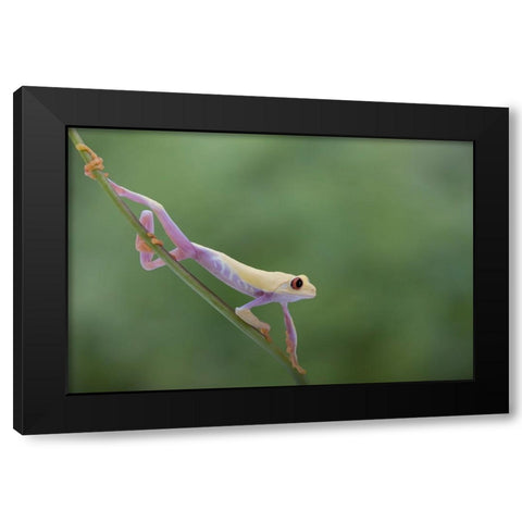 Morning Stretch Black Modern Wood Framed Art Print with Double Matting by Wolbers, Louise