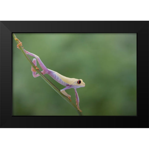 Morning Stretch Black Modern Wood Framed Art Print by Wolbers, Louise