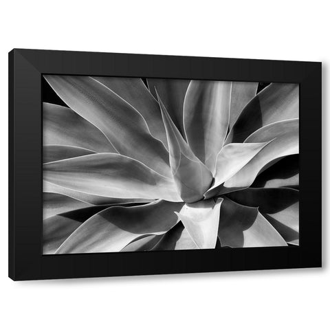 The Cone Black Modern Wood Framed Art Print with Double Matting by Schull, Harald
