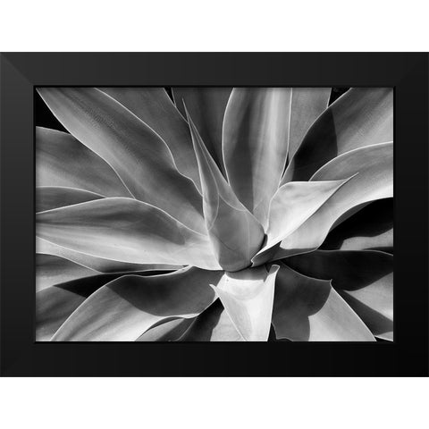The Cone Black Modern Wood Framed Art Print by Schull, Harald