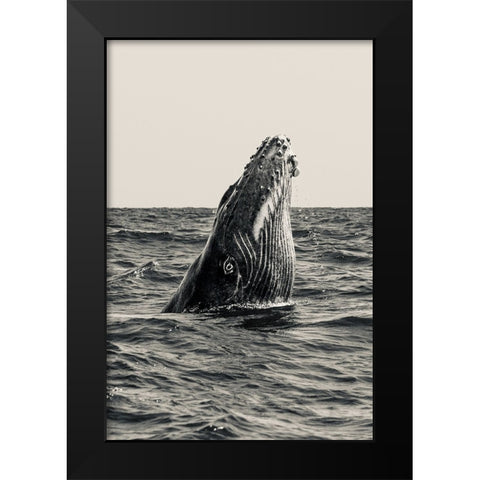 Secret Of Whale Black Modern Wood Framed Art Print by Melesan, Serge