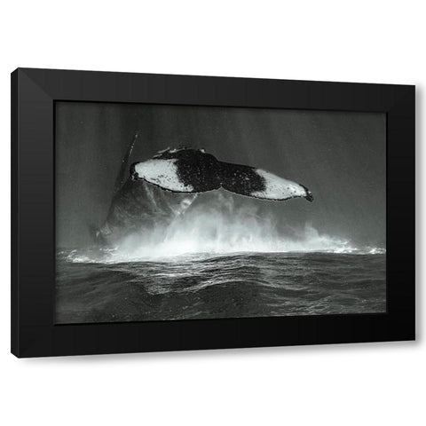 Tale Of Whales Black Modern Wood Framed Art Print with Double Matting by Melesan, Serge