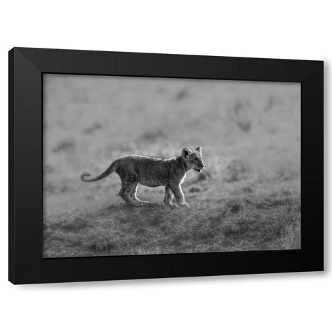 MORNING CAT Black Modern Wood Framed Art Print by Marx, Jaco