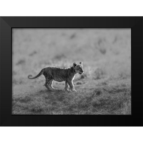MORNING CAT Black Modern Wood Framed Art Print by Marx, Jaco