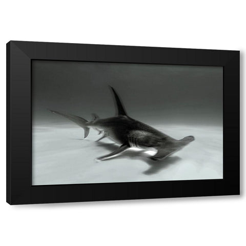Great Hammerhead Black Modern Wood Framed Art Print by Melesan, Serge