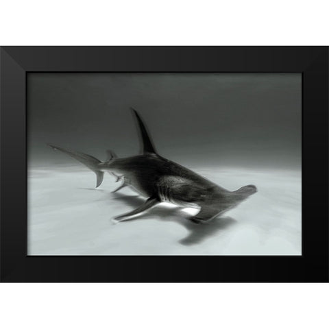 Great Hammerhead Black Modern Wood Framed Art Print by Melesan, Serge