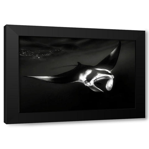 The Manta Black Modern Wood Framed Art Print with Double Matting by Melesan, Serge