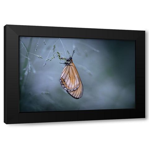 Butterfly Black Modern Wood Framed Art Print with Double Matting by Jianwen