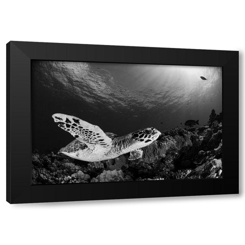 Hawksbill Black Modern Wood Framed Art Print with Double Matting by Y Lin, Ryan