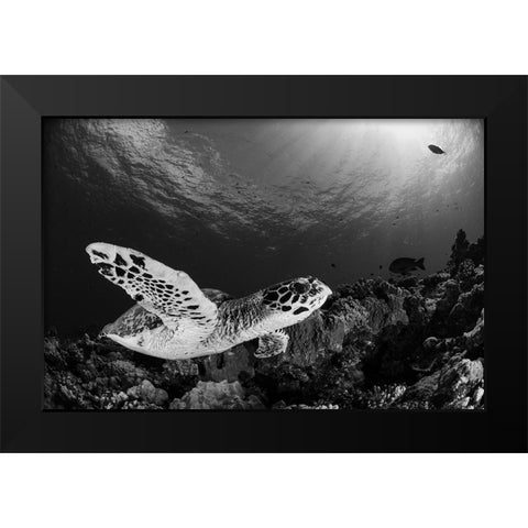 Hawksbill Black Modern Wood Framed Art Print by Y Lin, Ryan