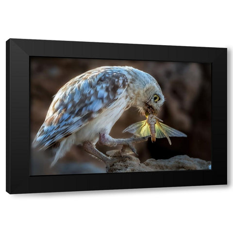Peeping Owl Eating Dragonfly Black Modern Wood Framed Art Print with Double Matting by Allam, Abdelkader