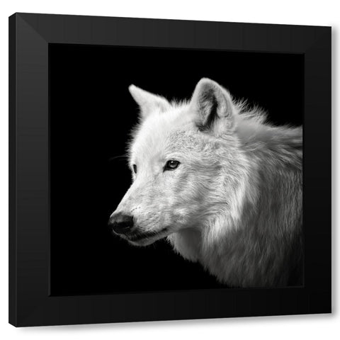 White Wolf #2 Black Modern Wood Framed Art Print with Double Matting by Meermann, Christian