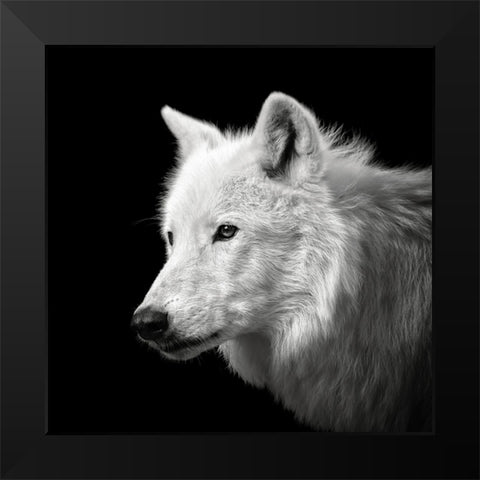 White Wolf #2 Black Modern Wood Framed Art Print by Meermann, Christian