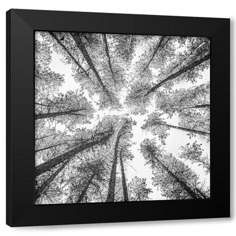 Tree Etching 002 Black Modern Wood Framed Art Print with Double Matting by Darby, Rob
