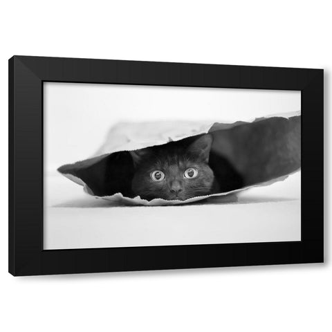 Cat In A Bag Black Modern Wood Framed Art Print by Holthuysen, Jeremy