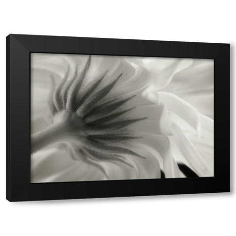 Calendula Black Modern Wood Framed Art Print with Double Matting by Gronkjar, Lotte