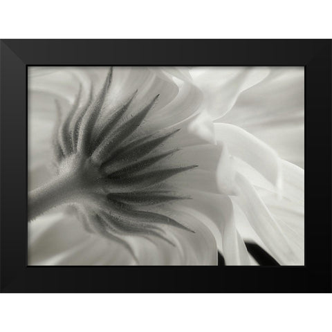 Calendula Black Modern Wood Framed Art Print by Gronkjar, Lotte