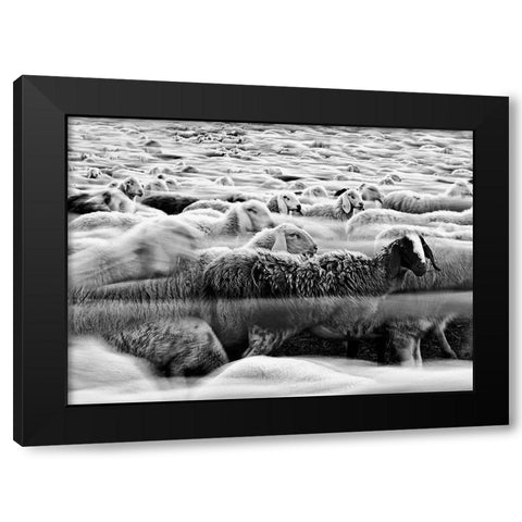 River Sheep || Black Modern Wood Framed Art Print with Double Matting by Luca, Liloni