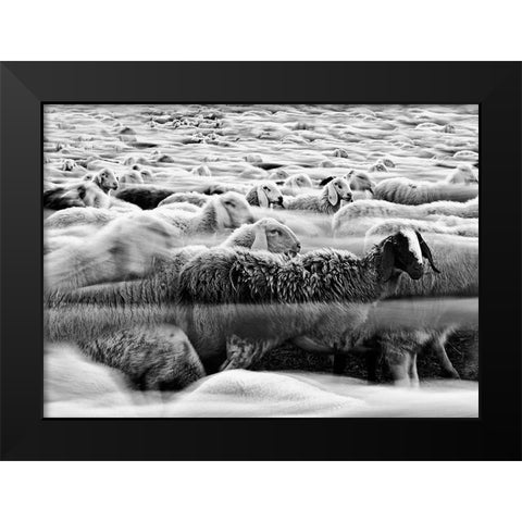 River Sheep || Black Modern Wood Framed Art Print by Luca, Liloni