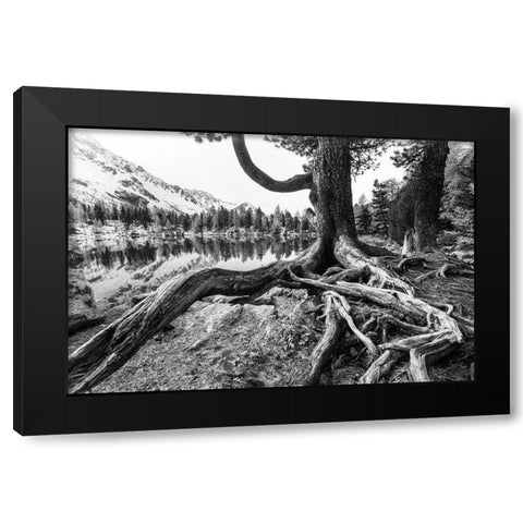 Old Tree Black Modern Wood Framed Art Print with Double Matting by Landolt, Susanne