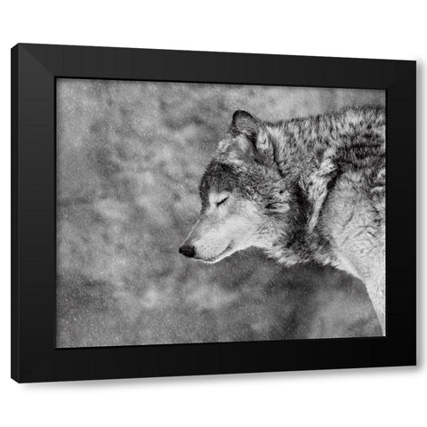 Let It Snow Black Modern Wood Framed Art Print with Double Matting by Ivanova, Victoria
