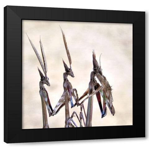 Trio Black Modern Wood Framed Art Print by Hoffman, Jimmy