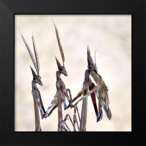 Trio Black Modern Wood Framed Art Print by Hoffman, Jimmy