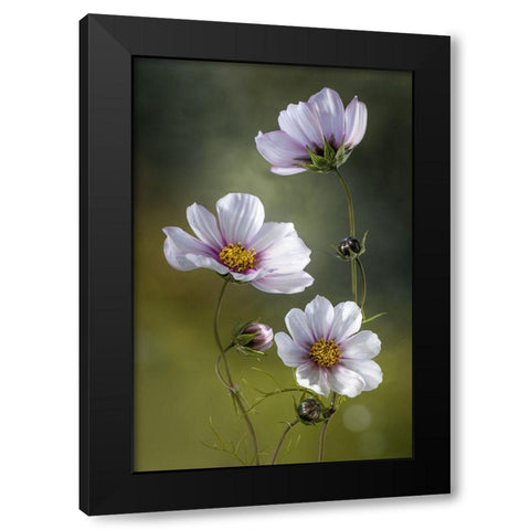 *Cosmos Black Modern Wood Framed Art Print by Disher, Mandy