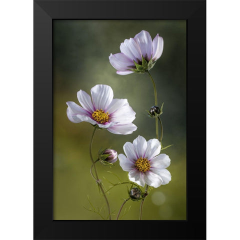 *Cosmos Black Modern Wood Framed Art Print by Disher, Mandy