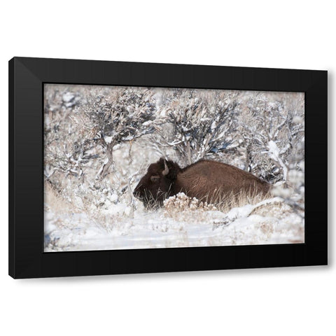 Bison In Winterland Black Modern Wood Framed Art Print by Forns, Fabiola