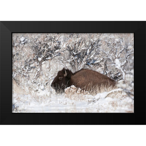 Bison In Winterland Black Modern Wood Framed Art Print by Forns, Fabiola
