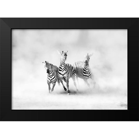 Zebras Black Modern Wood Framed Art Print by Luis Duran, Juan