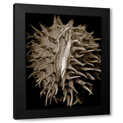 Chestnut Black Modern Wood Framed Art Print by Collie, Clive